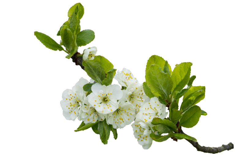 Bihemsida-10 Bihemsida-10