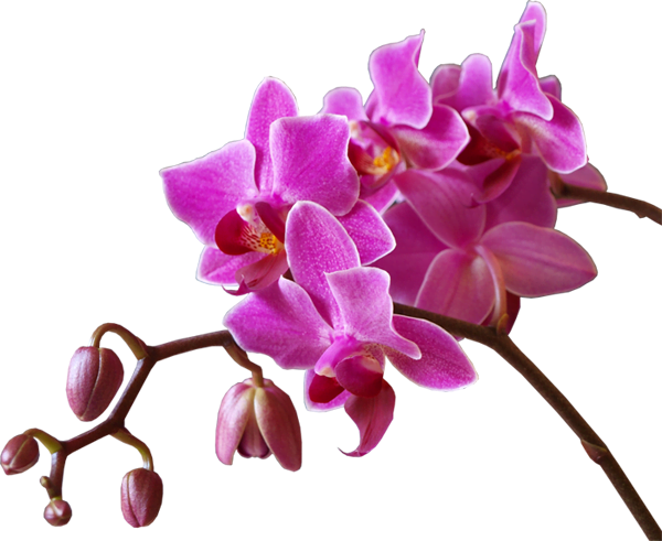 flower-transparent2-small flower-transparent2-small